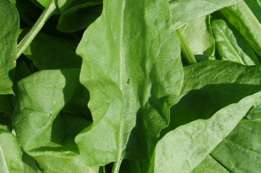 Picture of Baby Leaf Spinach - 150g