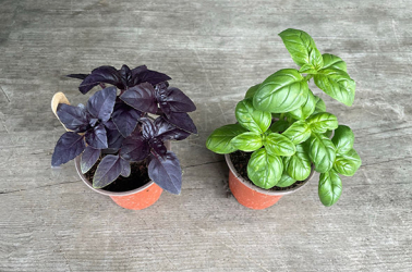 Picture of Basil (pot) - Local