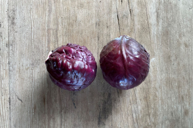 Cabbage Red Picture of Cabbage Red