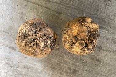Celeriac (400g+) - Local Picture of Celeriac (400g+) - Local
