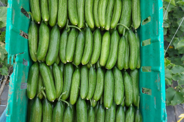 Picture of Cucumber - Local