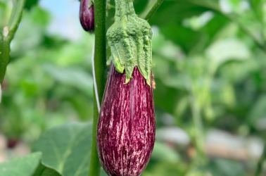Picture of Graffiti Aubergine - Local (1 aubergine)