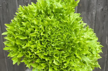 Picture of Lettuce 'Prickly Pierre' - Local