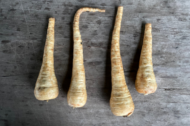 Picture of Parsnips
