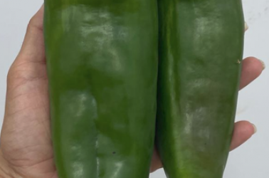Picture of Pepper, Corno di Toro (green), local
