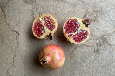 Pomegranate - Acco Picture of Pomegranate - Acco