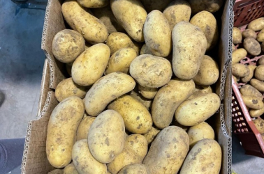 Picture of Potatoes (Empress- new salad)