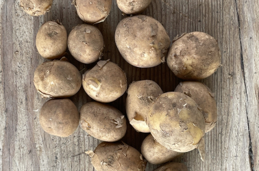 Picture of Potatoes