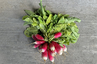 Picture of Radish bunch - French breakfast