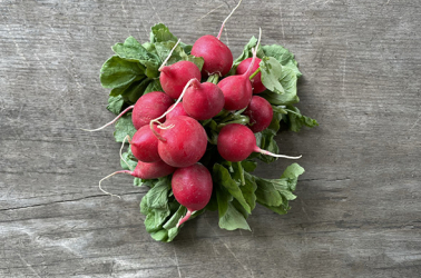 Picture of Radish bunch