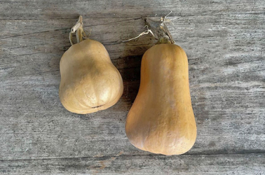 Squash Butternut - large (1.5 - 2.5kg) Picture of Squash Butternut - large (1.5 - 2.5kg)