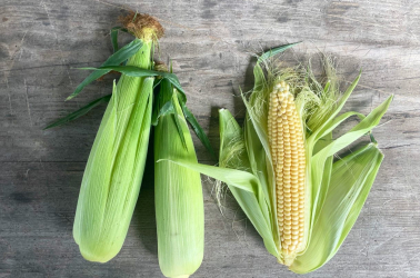 Sweetcorn cob (1 cob) Picture of Sweetcorn cob (1 cob)