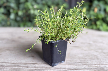 Picture of Thyme (pot)