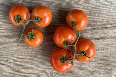 Picture of Tomatoes - vine