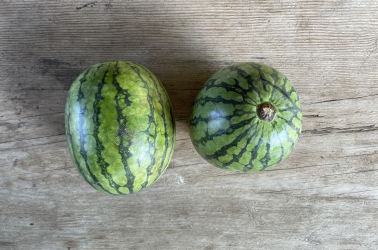 Picture of Watermelon (mini c. 1kg)