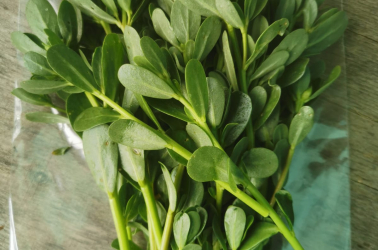 Picture of Winter Purslane 50g bag